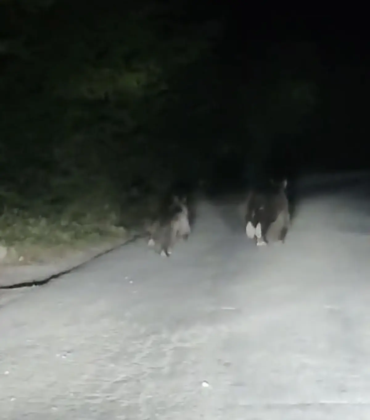 buyuk tehlike baya ve yavrusu yolda MlGbMmRi