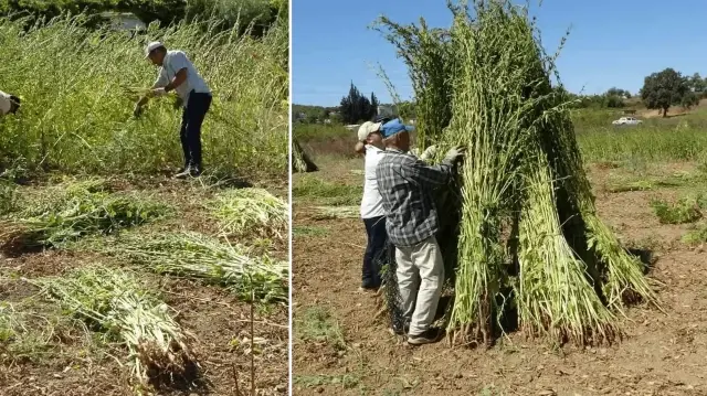 en kalitelisi bu ilimizde yetisiyor adina altin deniyor kilosu 140 liradan satiliyor W2cUsbaU