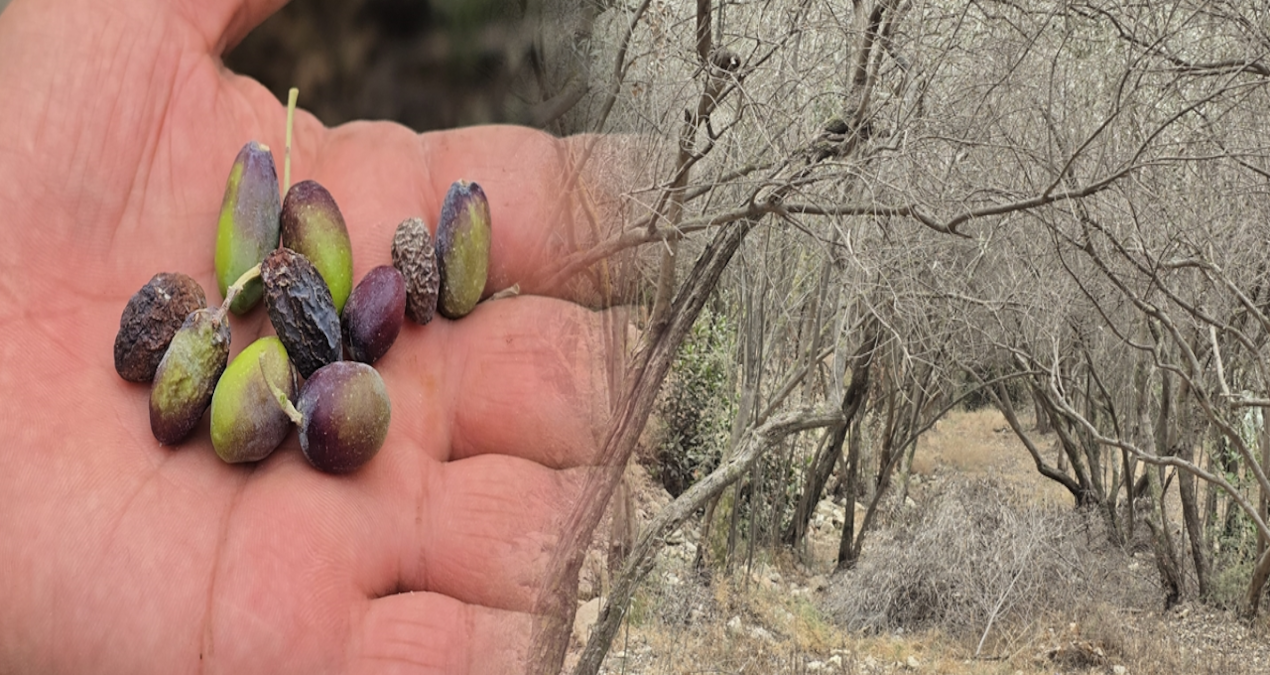 hatayin meshur halhali zeytinini kuraklik vurdu tVA5Jy2f