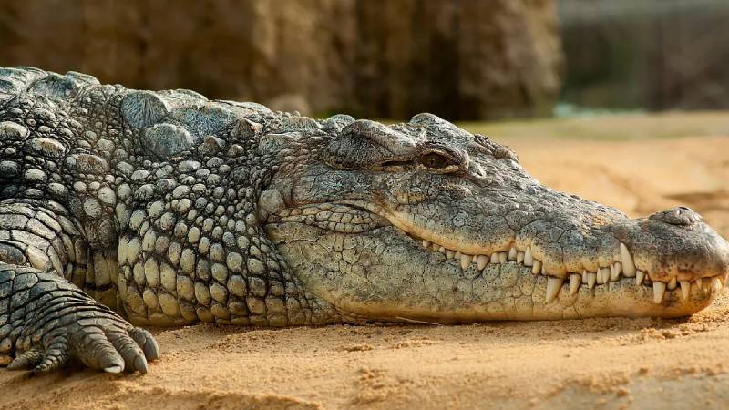 nehirden su doldurdugu sirada timsah saldirisina ugrayan kiz cocugunun cesedine ulasildi Zcs3mhkw