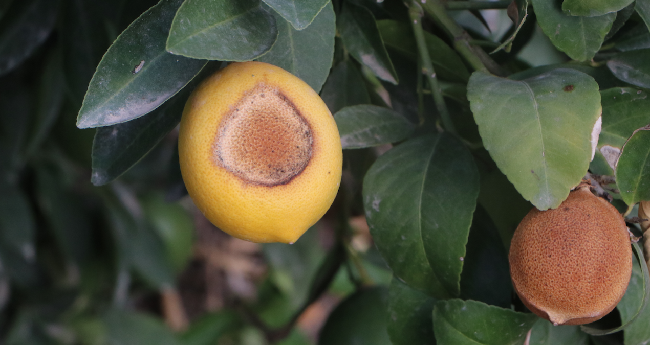 limonda dogal afet zMLdkC14