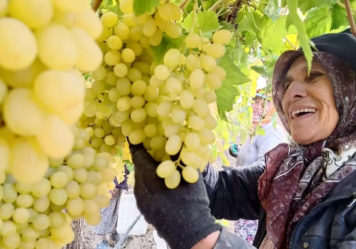 sarigolde uzum hasadi devam ediyor fhaIiQip.jpg